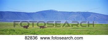 Stock Photo - black rhinoceros 
ngorongoro crater 
tanzania africa. 
fotosearch - search 
stock photos, 
pictures, images, 
and photo clipart