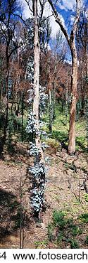 Stock Photo - eucalyptus new 
forest growth 
australia. fotosearch 
- search stock 
photos, pictures, 
images, and photo 
clipart