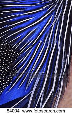 Stock Photo - guinea fowl. fotosearch 
- search stock 
photos, pictures, 
images, and photo 
clipart