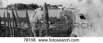 Stock Photo - horses camargue 
france. fotosearch 
- search stock 
photos, pictures, 
images, and photo 
clipart