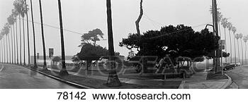 Stock Photo - palm trees and 
fog san diego 
ca. fotosearch 
- search stock 
photos, pictures, 
images, and photo 
clipart