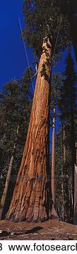 Stock Photo - sequoia national 
park ca. fotosearch 
- search stock 
photos, pictures, 
images, and photo 
clipart