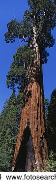 Stock Photo - sequoia national 
park ca. fotosearch 
- search stock 
photos, pictures, 
images, and photo 
clipart
