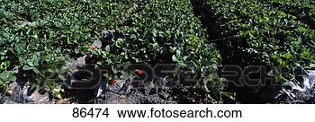 Stock Photo - strawberry crop 
ca. fotosearch 
- search stock 
photos, pictures, 
images, and photo 
clipart