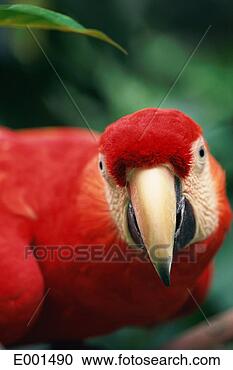 Stock Photography - closeup of scarlet 
macaw. fotosearch 
- search stock 
photos, pictures, 
images, and photo 
clipart