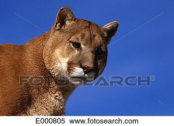 Stock Image - head shot of cougar. 
fotosearch - search 
stock photos, 
pictures, images, 
and photo clipart