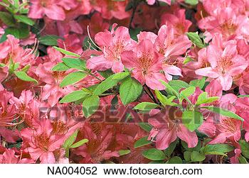 Stock Photo - azalea close-up. 
fotosearch - search 
stock photos, 
pictures, images, 
and photo clipart
