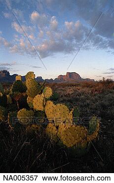 Picture - cactus patch. 
fotosearch - search 
stock photos, 
pictures, images, 
and photo clipart