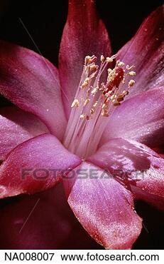 Picture - christmas cactus 
blossom. fotosearch 
- search stock 
photos, pictures, 
images, and photo 
clipart