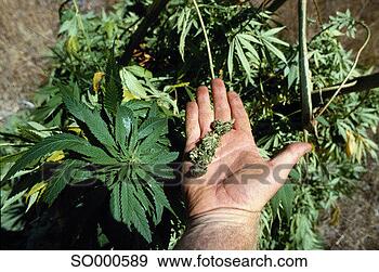Stock Photograph - marijuana plants 
and buds. fotosearch 
- search stock 
photos, pictures, 
images, and photo 
clipart