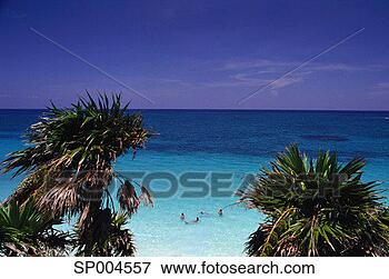 Picture - swimming at tulum. 
fotosearch - search 
stock photos, 
pictures, images, 
and photo clipart