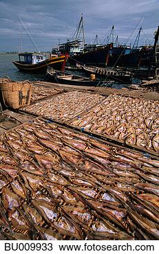 Stock Photo - drying fish in 
vietnam. fotosearch 
- search stock 
photos, pictures, 
images, and photo 
clipart