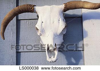 Stock Photo - cow skull. fotosearch 
- search stock 
photos, pictures, 
images, and photo 
clipart
