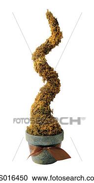 Stock Photography - potted topiary. 
fotosearch - search 
stock photos, 
pictures, images, 
and photo clipart