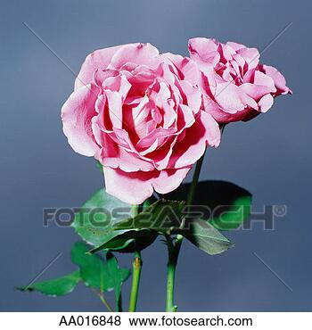 Stock Photo - pair of pink roses. 
fotosearch - search 
stock photos, 
pictures, images, 
and photo clipart