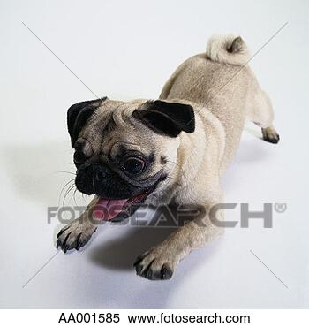 Stock Image - portrait of a 
pug crouching 
and panting. fotosearch 
- search stock 
photos, pictures, 
images, and photo 
clipart