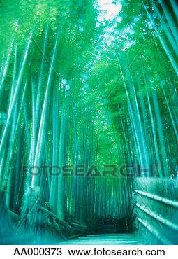 Stock Photo - walkway through 
a bamboo grove. 
fotosearch - search 
stock photos, 
pictures, images, 
and photo clipart