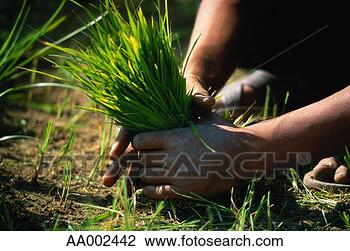 Stock Photo - close-up of thai 
worker in rice 
paddy field. fotosearch 
- search stock 
photos, pictures, 
images, and photo 
clipart