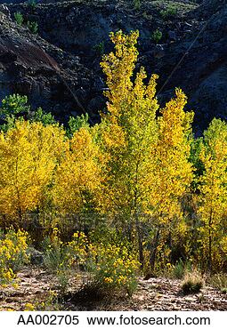 Stock Image - cottonwood trees 
at capital reef 
national park. 
fotosearch - search 
stock photos, 
pictures, images, 
and photo clipart