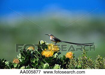 Picture - sugarbird on protea. 
fotosearch - search 
stock photos, 
pictures, images, 
and photo clipart