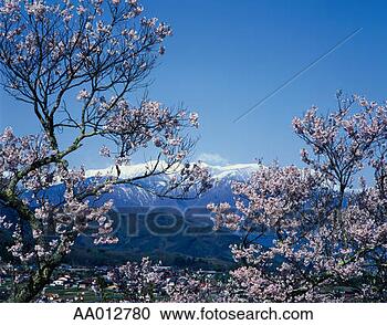 Stock Photography - cherry blossoms 
with the japanese 
alps. fotosearch 
- search stock 
photos, pictures, 
images, and photo 
clipart