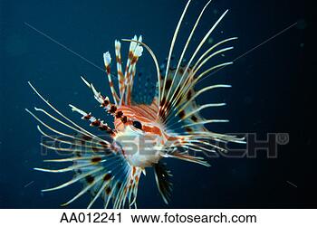 Stock Photography - lionfish. fotosearch 
- search stock 
photos, pictures, 
images, and photo 
clipart