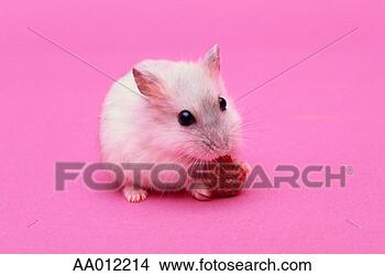 Stock Photo - mouse eating. 
fotosearch - search 
stock photos, 
pictures, images, 
and photo clipart
