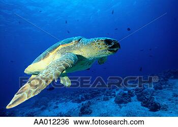 Stock Photo - sea turtle. fotosearch 
- search stock 
photos, pictures, 
images, and photo 
clipart
