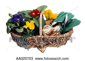 Stock Photo - basket of primroses 
and gardening 
equipment. fotosearch 
- search stock 
photos, pictures, 
images, and photo 
clipart