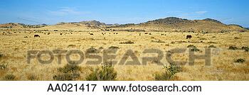 Picture - horses grazing 
in landscape, 
texas, usa. fotosearch 
- search stock 
photos, pictures, 
images, and photo 
clipart