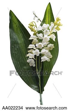 Stock Photo - lily-of-the-valley. 
fotosearch - search 
stock photos, 
pictures, images, 
and photo clipart
