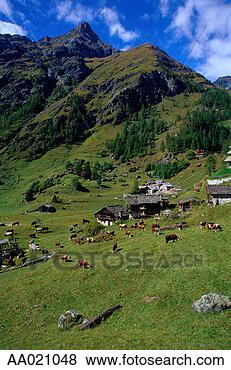 Stock Photo - rural scene in 
the alps, italy. 
fotosearch - search 
stock photos, 
pictures, images, 
and photo clipart