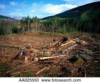 Stock Photography - deforestation 
in perthshire, 
scotland. fotosearch 
- search stock 
photos, pictures, 
images, and photo 
clipart