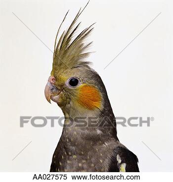 Stock Image - portrait of a 
cockatiel. fotosearch 
- search stock 
photos, pictures, 
images, and photo 
clipart