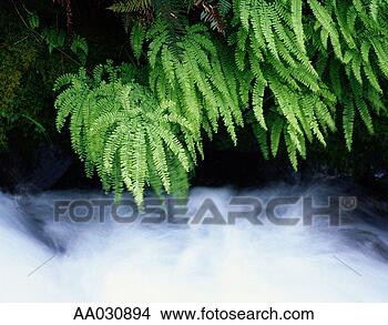 Stock Photo - fern growing near 
water. fotosearch 
- search stock 
photos, pictures, 
images, and photo 
clipart