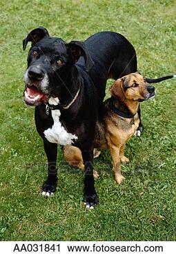 Stock Photography - great dane and 
mixed-breed dog. 
fotosearch - search 
stock photos, 
pictures, images, 
and photo clipart