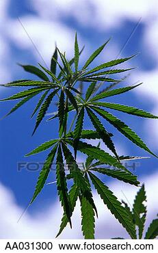 Stock Photography - marijuana plant, 
growing wild. 
fotosearch - search 
stock photos, 
pictures, images, 
and photo clipart