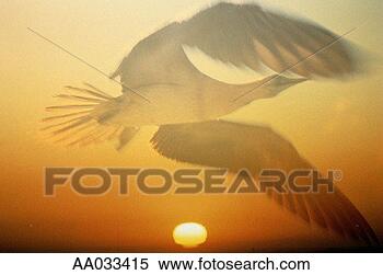 Stock Image - booby in flight. 
fotosearch - search 
stock photos, 
pictures, images, 
and photo clipart