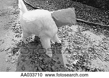 Stock Photography - dog with a bag 
on its head. fotosearch 
- search stock 
photos, pictures, 
images, and photo 
clipart