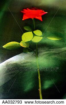 Stock Photo - rose. fotosearch 
- search stock 
photos, pictures, 
images, and photo 
clipart
