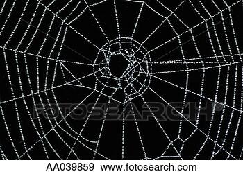 Stock Photograph - dew on a spider 
web. fotosearch 
- search stock 
photos, pictures, 
images, and photo 
clipart