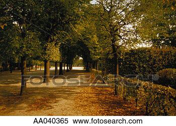 Stock Image - row of trees, 
vienna, austria. 
fotosearch - search 
stock photos, 
pictures, images, 
and photo clipart