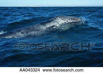 Stock Photo - gray whale, baja 
california. fotosearch 
- search stock 
photos, pictures, 
images, and photo 
clipart