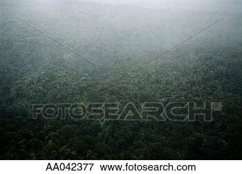 Picture - misty rainforest 
in kaene valley, 
maui. fotosearch 
- search stock 
photos, pictures, 
images, and photo 
clipart