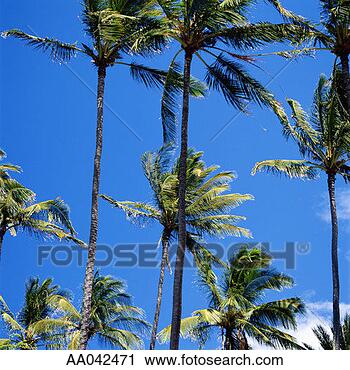 Stock Photography - palm trees. fotosearch 
- search stock 
photos, pictures, 
images, and photo 
clipart