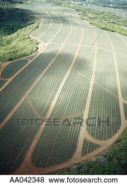 Stock Photo - pineapple fields, 
maui. fotosearch 
- search stock 
photos, pictures, 
images, and photo 
clipart
