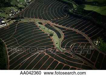 Stock Photography - pineapple fields, 
maui. fotosearch 
- search stock 
photos, pictures, 
images, and photo 
clipart