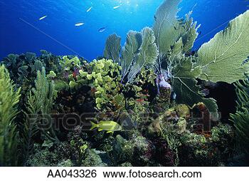 Stock Photo - reef scene with 
grunt fish, belize. 
fotosearch - search 
stock photos, 
pictures, images, 
and photo clipart