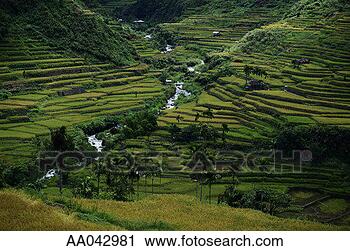 Stock Photography - rice terraces, 
philippines. fotosearch 
- search stock 
photos, pictures, 
images, and photo 
clipart