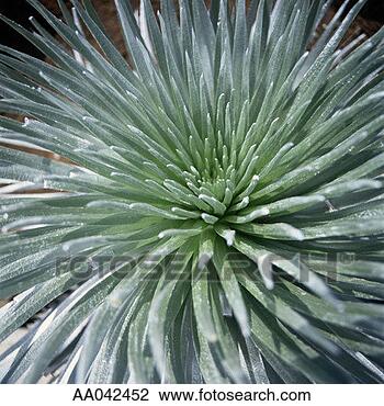 Stock Photo - silversword fern. 
fotosearch - search 
stock photos, 
pictures, images, 
and photo clipart